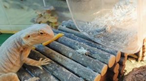 Кормление АГАМ насекомыми ( сверчки )