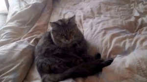 Кошка скрипит зубами/ Cat grinding his teeth