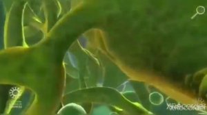 Өсімдік тіршілігіндегі фотосинтездің рөлі 5-сынып