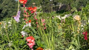 మా Terrace Garden లో విరగపూసిన Gladiolus flowers #seasonalflowers |bulbs తో పెంచుకున్న Gladioulus