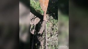 Копалка "утиный хвост" нужен совет