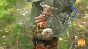 Дмитрий Талабуев собрался по грибы. Доброе утро. Фрагмент выпуска от 23.07.2020