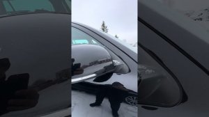 Шкода Октавія А5 Scout