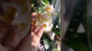 Мой зимний сад ? Орхидеи на не утеплённом балконе.