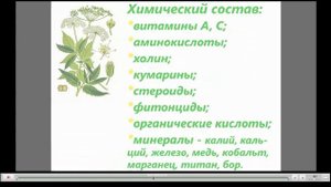 Сныть Полезные свойства