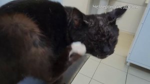 Кота поразил подкожный клещ, если не лечить, он погибнет. Еду за ним за 200 км в Дивное.