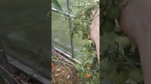 Обзор сорта томата Поцелуй от агрофирмы Партнер.Мой эксперимент