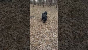 Ньюфаундленд дрессировка, трюки)