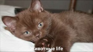 ЙОРКСКАЯ ШОКОЛАДНАЯ КОШКА?/Животные life/Кошки/Животные/Интересные факты
