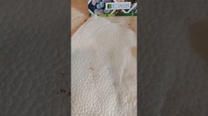 Посадка литопсов из семян