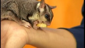 Сахарный поссум. Белка-летяга