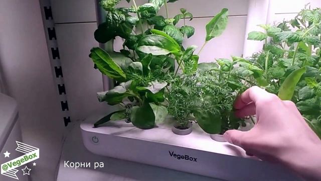 Зелень дома круглый год!