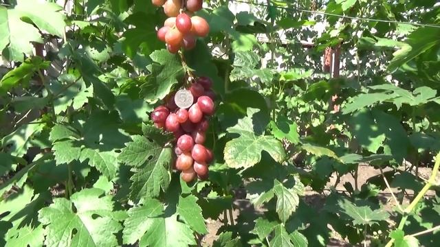 Ультраранние сорта винограда. 30 июля - 2 августа 2020 г. www.vinograd-kriulya.com смотреть онлайн