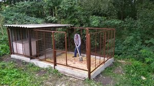Вольер для кане корсо Цара Миланта.