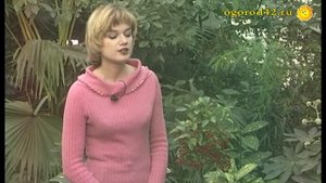 Редкая и опасная ардизия