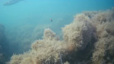 Подводная съемка как клюет КЕФАЛЬ под водой поклевка кефали Рыбалка на кефаль в Крыму смотреть онлайн