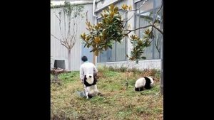 Простое видео про необычные привычки домашних животных!