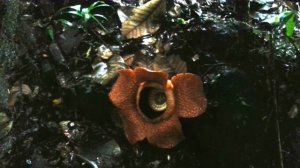 Самый большой в Мире цветок. Остров Борнео \ Biggest flower in the World. Borneo Island