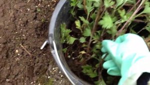 Зимующие хризантемы. Секреты выращивания.mp4