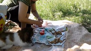 Как правильно кормить Пекинеса)))