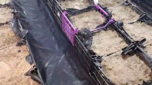 Сроки выгонки тюльпана к 8 марта. Определяем дату начала выгонки исходя из технологии и обьема.