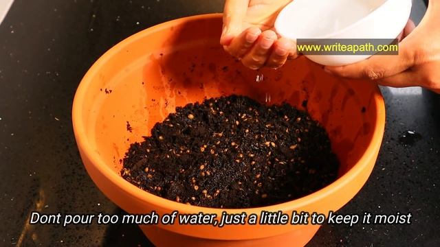 Fastest Coriander Growing Method  No one told you before  Cilantro Growing At Home  cilantro DI