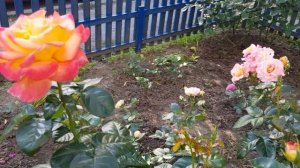 Сорта роз,купленных по Советам БЛОГЕРОВ - РОЗОВОДОВ!!!!! Спасибо им Большое!!!! 11 июня 2021 года