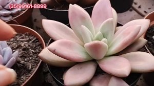 TOP 10 SUCULENTAS DA SEMANA PINK DONNA, WATER LILY, MELODY, JOAN DANIEL, LULU, ORPET #plantas