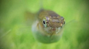 Маленькие рыбки гуппи Эндлера