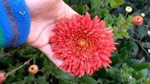 Шапка Мономаха корейская кустовая хризантема