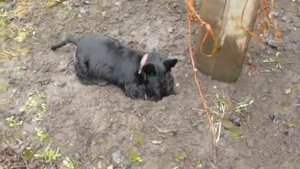 Скотч терьер Басти. Настоящий норчак.