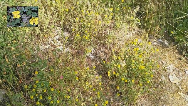ИЗРАИЛЬ.ISRAEL Полевые цветы Галилеи. Galilee wildflowers. Израиль. Israel смотреть онлайн