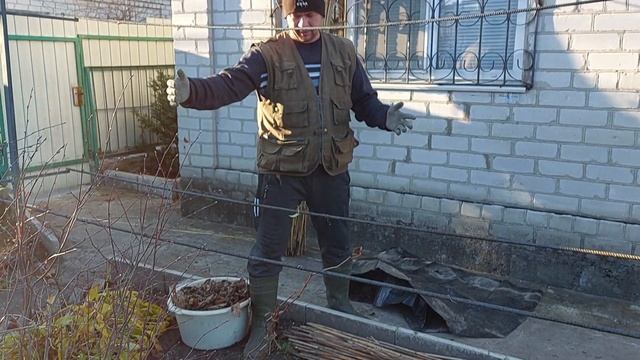 Как укрыть виноград на зиму!!!Укрытие молодых и старых кустов. смотреть онлайн