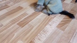 Вязаный комбинезон для Йорка Тоши!