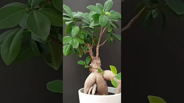 Removing rouge shoots on my ficus ginseng #ficusginseng #ficusmicrocarpa #bonsaitree