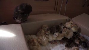 совенок знакомится с вылупившимися индюшатами.