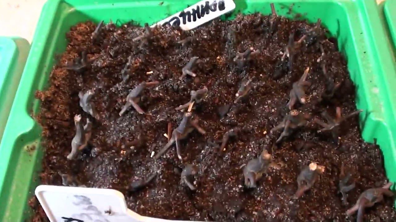 Проверяем черенки клематисов через 10 дней после посадки Появились ли корни ??? смотреть онлайн