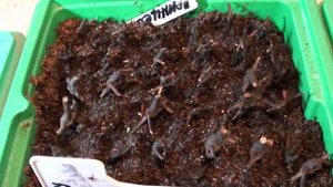 Проверяем черенки клематисов через 10 дней после посадки  Появились ли корни ???