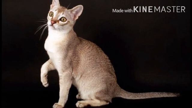 ТОП-10 самых популярных пород кошек