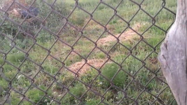 СЫН УСТАЛ КОПАЮ ЧЕСНОК смотреть онлайн