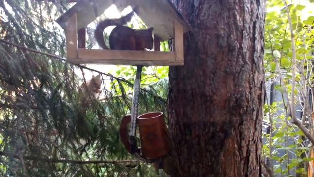Взрослая белка и бельчонок пришли ужинать в свою 
