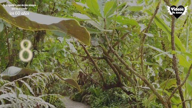 Reflexión de los 60 años | Video sobre la vida #reflexión #motivacion смотреть онлайн