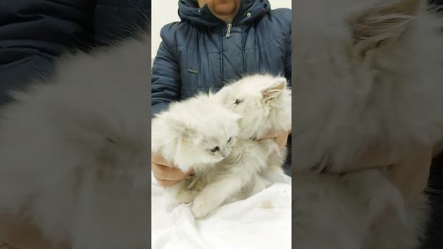 котятки персидской шиншилы  привитые это две деаочки