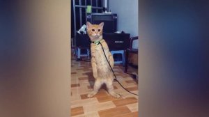 Новые смешные видео с кошками и собаками 😹🐶 Самые смешные животные 🤣