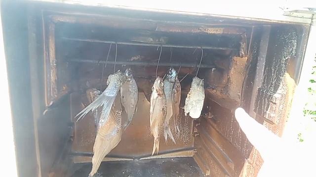 КОПЧЕНИЕ РЫБЫ. КАК СОЛИТЬ РЫБУ. Рецепт без заморочек смотреть онлайн