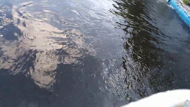 Ловлю форель в своём пруду смотреть онлайн