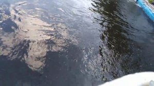 Ловлю форель в своём пруду