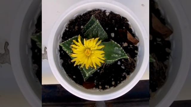 Faucaria blooming in time lapse. Цветение фаукарии. Таимлапс смотреть онлайн