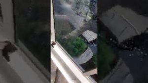 Мойка витражей. Промышленный альпинмзм. Window cleaning. Russian Ropeaccess.