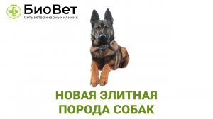 Элитная порода собак